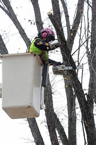 An arborist with the City of Brandon cuts off large sections of a tree along the 100 block of Clark Drive on Friday afternoon. Two trees along the street canopy were marked for removal. (Matt Goerzen/The Brandon Sun)