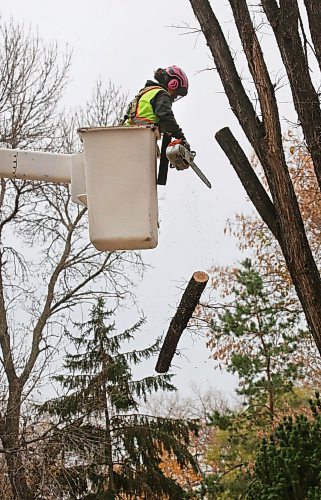 A section of tree branch falls through the air where a City of Brandon arborist works to remove one of two trees in the 100 block of Clark Drive on Friday afternoon. (Matt Goerzen/The Brandon Sun)