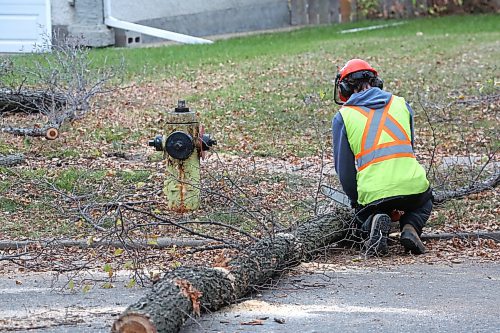 An arborist with the City of Brandon uses a chain saw to cut a large section of tree trunk into pieces in the 100 block of Clark Drive on Friday afternoon. Two trees along the street canopy were marked for removal. (Matt Goerzen/The Brandon Sun)