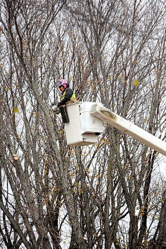 An arborist with the City of Brandon cuts off large sections of a tree along the 100 block of Clark Drive on Friday afternoon. Two trees along the street canopy were marked for removal. (Matt Goerzen/The Brandon Sun)