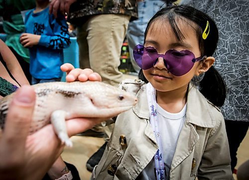 JOHN WOODS / FREE PRESS
Jules Manaloto checks out an Australian Blue Tongued Skink with Phynix from Mel&#x2019;s Exotics during the Manitoba Reptile Breeders Expo at the West St. Paul&#x2019;s Recreation Centre Sunday, October 20, 2024. 

Reporter: s/u