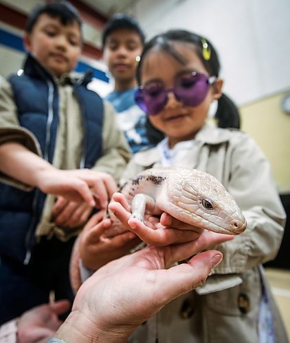 JOHN WOODS / FREE PRESS
Jules Manaloto and her brother Rob, left, and their friend Rock Valeros check out an Australian Blue Tongued Skink with Phynix from Mel&#x2019;s Exotics during the Manitoba Reptile Breeders Expo at the West St. Paul&#x2019;s Recreation Centre Sunday, October 20, 2024. 

Reporter: s/u