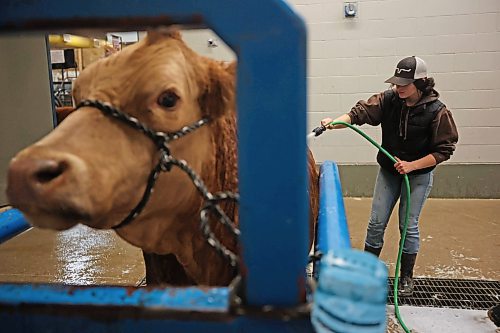 Sawyer Morrison with Wilcox Livestock washes and grooms one of their Simmental’s on Tuesday in preparation for Manitoba AG EX at the Keystone Centre, which kicks off today and ends Saturday.
(Photos by Tim Smith/The Brandon Sun)