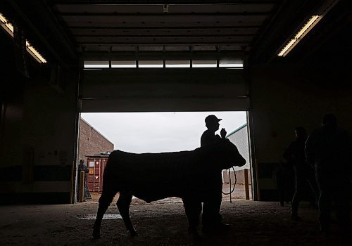 Cattle exhibitors set up at the Keystone Centre on Tuesday in preparation for Manitoba Ag Ex. See Page A2 for the story. (Tim Smith/The Brandon Sun)