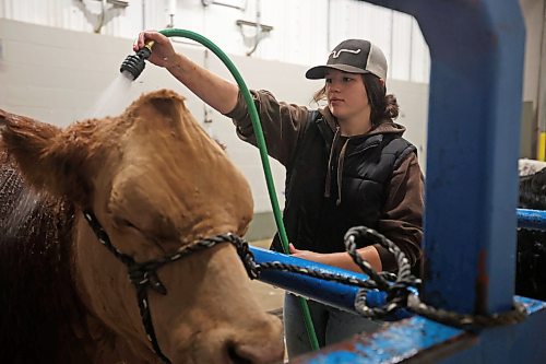 22102024
Sawyer Morrison with Wilcox Livestock washes and grooms one of their Simmental&#x2019;s on Tuesday in preparation for Manitoba AG EX at the Keystone Centre.
(Tim Smith/The Brandon Sun)