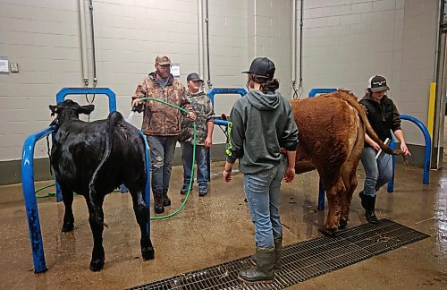 22102024
Anthony Wilcox, Damion Seymour, Emily Murray and Sawyer Morrison with Wilcox Livestock wash and groom a pair of their Simmental&#x2019;s on Tuesday in preparation for Manitoba AG EX at the Keystone Centre.
(Tim Smith/The Brandon Sun)