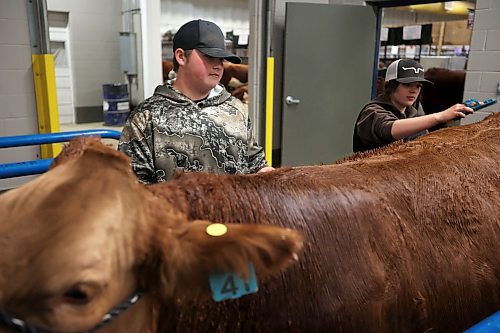 22102024
Damion Seymour and Sawyer Morrison with Wilcox Livestock wash and groom one of their Simmental&#x2019;s on Tuesday in preparation for Manitoba AG EX at the Keystone Centre.
(Tim Smith/The Brandon Sun)