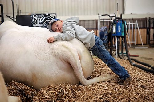 23102024
Five-year-old Declan Steppler of Miami, Manitoba rests on a Charolais bull named Throttle from Steppler Farms at the first day of Manitoba Ag Ex at the Keystone Centre on Wednesday. 
(Tim Smith/The Brandon Sun)