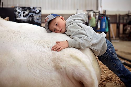 23102024
Five-year-old Declan Steppler of Miami, Manitoba rests on a Charolais bull named Throttle from Steppler Farms at the first day of Manitoba Ag Ex at the Keystone Centre on Wednesday. 
(Tim Smith/The Brandon Sun)