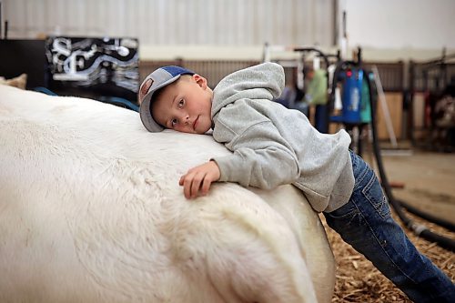 23102024
Five-year-old Declan Steppler of Miami, Manitoba rests on a Charolais bull named Throttle from Steppler Farms at the first day of Manitoba Ag Ex at the Keystone Centre on Wednesday. 
(Tim Smith/The Brandon Sun)