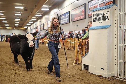 23102024
Katelyn Hinsburg with KCH Cattle Co. in Rapid City, Manitoba leads her Simmental cow Pebbles out of the ring after competing in the Simmental Split Three category at Manitoba AG EX at the Keystone Centre on Wednesday. 
(Tim Smith/The Brandon Sun)