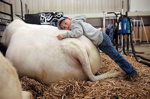 23102024
Five-year-old Declan Steppler of Miami, Manitoba rests on a Charolais bull named Throttle from Steppler Farms at the first day of Manitoba Ag Ex at the Keystone Centre on Wednesday. 
(Tim Smith/The Brandon Sun)