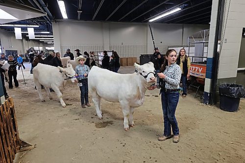 Right: Ella Sellman, 12, and her brother, Bryden, 11, all set to compete in the Charolais Cattle Junior Show on Saturday during the Manitoba Ag Ex. Provincial Exhibition of Manitoba President Clint Swain says the event featured over 500 cattle and approximately 300 exhibitors, contributing to a lively atmosphere throughout the exhibition halls (Abiola Odutola/The Brandon Sun)