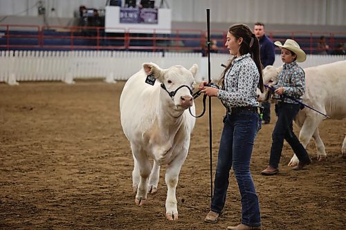 Left: Ella Sellman, 12, and her brother, Bryden, 11, lead their cattle during the Charolais Cattle Junior Show on Saturday. (Abiola Odutola/The Brandon Sun)