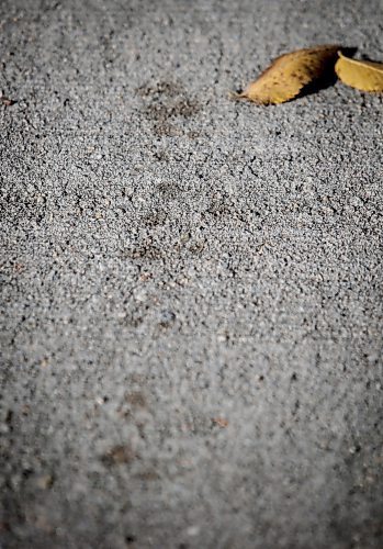 JOHN WOODS / FREE PRESS
Ariel Martes&#x2019;, who was robbed at gunpoint and attacked with a machete two weeks ago, blood trail still remains on the sidewalk outside his house Sunday October 27, 2024. 

Reporter: ?