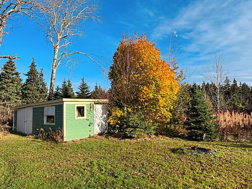 Maple tree ablaze with fall colour - Russell Wangersky/Free Press