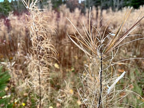 Fireweed, finished for the season. - Russell Wangersky/Free Press