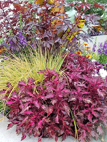 Colleen Zacharias / Free Press
Coleus FlameThrower Adobo Pink features narrow, wavy leaves and rich colour contrasts.