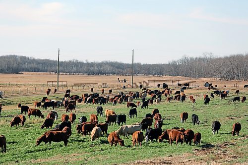 A herd of cattle is seen grazing on the front lawn at Gerow Farms. The group will soon be herded to a pen in the backyard as 4H students and farmers collaborate to steer them down the driveway. The cattle knocked through a gate at the pasture across the street to get to the property, leading one farmer to explain, the older cattle know the system and lead the move.   (Connor McDowell/Brandon Sun)