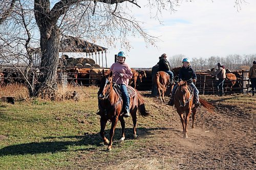 The herd of cattle have been put in the pen. Evelyn and Elliott Burns have a combined three years experience in the 4H beef program. They will each be raising a calf until July, when they will do a show for a judge. (Connor McDowell/Brandon Sun)