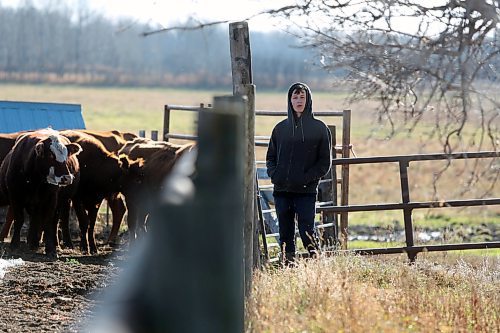 Satchul Arndt looks out at cattle while deciding which he will raise for the 4H beef program. It's the 14-year-olds first year in the program. (Connor McDowell/Brandon Sun)