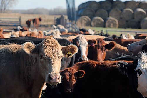 Cattle have been herded into a pen at the back of Gerow Farms. From here, calves will be picked to be taken to auction in Killarney and sold for income for the farm. (Connor McDowell/Brandon Sun)