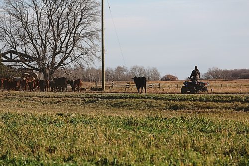 Matthew Fehr drives an ATV down the driveway at Gerow Farms after the herd of cattle, pushing it closer to a pen in the backyard. (Connor McDowell/Brandon Sun)