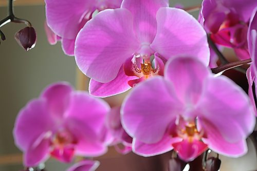 Orchids have a devoted culture and community of collectors, but don’t let that scare you from trying to cultivate one. Bruce Bumstead/Brandon Sun