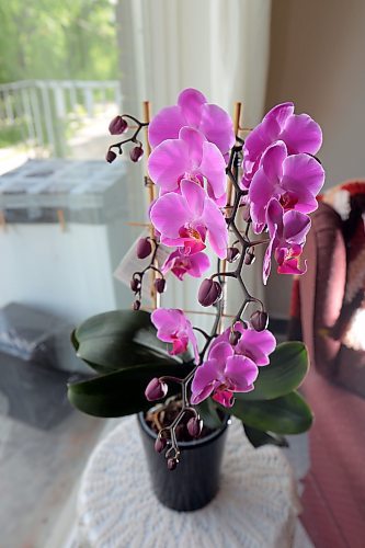 Though they’re generally known as a finicky plant ,don’t let that scare you from trying to cultivate an orchid. Bruce Bumstead/Brandon Sun