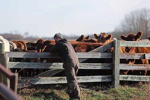 Matthew Fehr completed six years of the 4H beef program in his childhood. Now, he runs a small scale cattle farm outside Souris and hopes to transition to a full-time farmer as a career. (Connor McDowell/Brandon Sun)