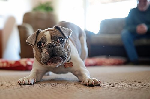 Lawrence Medd says his much-loved canine has been christened with a new name — Lola the Great — and given every comfort he could give her since her heroic act saved all their lives. (Tim Smith/The Brandon Sun)