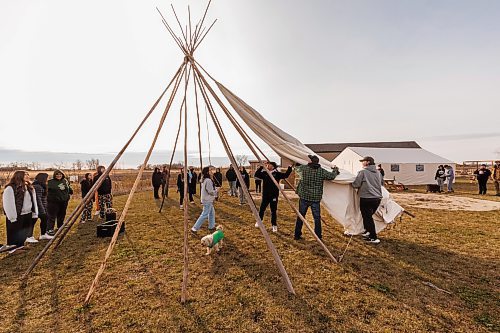 MIKE DEAL / FREE PRESS
Indigenous youth from Maples Collegiate learn to put up and take down a tipi Thursday morning at Ozhaawashkwaa Animikii-Bineshi Aki Onji Kinimaagae&#x2019; Inun, Seven Oaks School Division&#x2019;s land-based learning centre.
There&#x2019;s ever-growing demand for land-based learning and recognition of their important place across the province's public school system. Teachers have increasingly sought elders&#x2019; expertise and planned field trips to sites such as Ozhaawashkwaa Animikii-Bineshi Aki Onji Kinimaagae&#x2019; Inun (Blue Thunderbird Land-based Teachings Learning Centre), also known as the Aki Centre. The Aki Centre spans 50 acres, much of which is undergoing restoration so the over-farmed grounds return to their original state as a tallgrass prairie and wetland, in West St. Paul. The Seven Oaks School Division has facilitated rabbit snaring, moose and deer hyde tanning, and the harvesting of sage, sweetgrass and tobacco, since opening it in 2019. More than 5,000 visitors stopped by the Grassmere Road site that houses vegetable and medicine gardens, a sweat lodge and a greenhouse in 2023-24. In doing so, they learned about ecosystems, treaties, conservation and other related topics.
Reporter: Maggie Macintosh
241031 - Thursday, October 31, 2024.