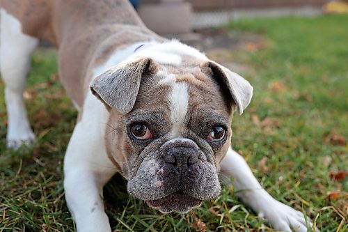 31102024
Lola, a french bulldog belonging to Lawrence Medd, saved Medd and his father Bill Medd by alerting them to a major fire in Bill&#x2019;s duplex in Killarney Sunday night. 
(Tim Smith/The Brandon Sun)