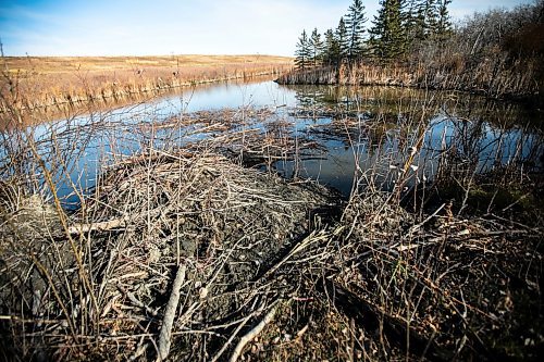 MIKAELA MACKENZIE / FREE PRESS
	
Ed Skomro, who is concerned about more than a hundred trees being lost at Kilcona Park due to beavers, shows a new dam being built on Thursday, Oct. 31, 2024.

For Joyanne story.
Winnipeg Free Press 2024