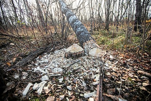 MIKAELA MACKENZIE / FREE PRESS
	
Ed Skomro, who is concerned about more than a hundred trees being lost at Kilcona Park due to beavers, shows freshly felled trees on Thursday, Oct. 31, 2024.

For Joyanne story.
Winnipeg Free Press 2024