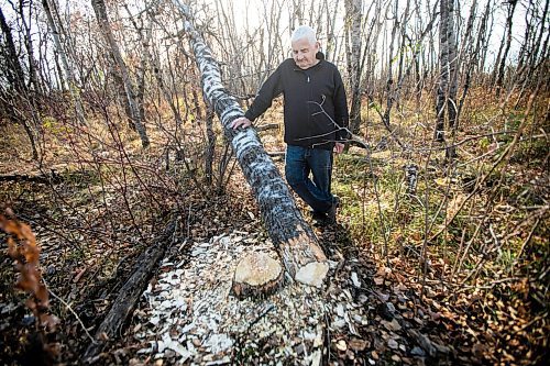 MIKAELA MACKENZIE / FREE PRESS
	
Ed Skomro, who is concerned about more than a hundred trees being lost at Kilcona Park due to beavers, shows freshly felled trees on Thursday, Oct. 31, 2024.

For Joyanne story.
Winnipeg Free Press 2024