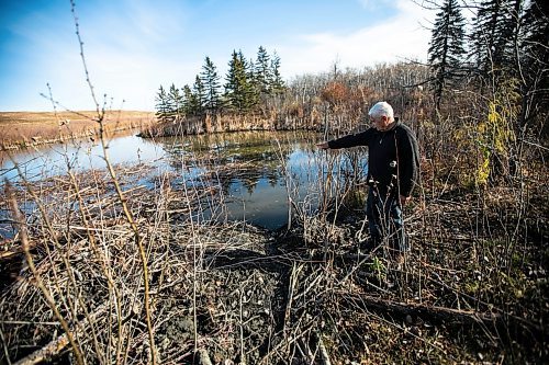 MIKAELA MACKENZIE / FREE PRESS
	
Ed Skomro, who is concerned about more than a hundred trees being lost at Kilcona Park due to beavers, shows a new dam being built on Thursday, Oct. 31, 2024.

For Joyanne story.
Winnipeg Free Press 2024