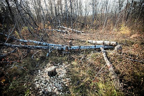 MIKAELA MACKENZIE / FREE PRESS
	
Ed Skomro, who is concerned about more than a hundred trees being lost at Kilcona Park due to beavers, shows freshly felled trees on Thursday, Oct. 31, 2024.

For Joyanne story.
Winnipeg Free Press 2024