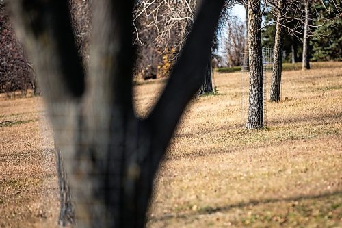 MIKAELA MACKENZIE / FREE PRESS
	
Ed Skomro, who is concerned about more than a hundred trees being lost at Kilcona Park due to beavers, shows protective mesh fencing unnecessarily installed on trees far away from the water on Thursday, Oct. 31, 2024.

For Joyanne story.
Winnipeg Free Press 2024