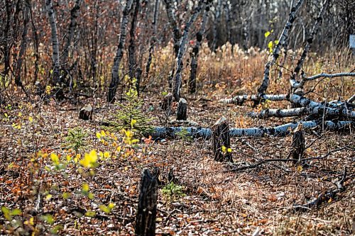 MIKAELA MACKENZIE / FREE PRESS
	
Ed Skomro, who is concerned about more than a hundred trees being lost at Kilcona Park due to beavers, shows freshly felled trees on Thursday, Oct. 31, 2024.

For Joyanne story.
Winnipeg Free Press 2024