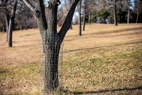 MIKAELA MACKENZIE / FREE PRESS
	
Ed Skomro, who is concerned about more than a hundred trees being lost at Kilcona Park due to beavers, shows protective mesh fencing unnecessarily installed on trees far away from the water on Thursday, Oct. 31, 2024.

For Joyanne story.
Winnipeg Free Press 2024