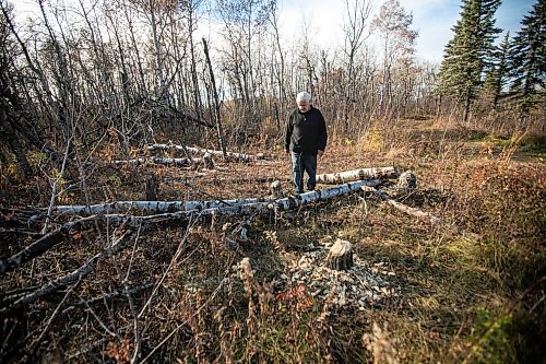 MIKAELA MACKENZIE / FREE PRESS
	
Ed Skomro, who is concerned about more than a hundred trees being lost at Kilcona Park due to beavers, shows freshly felled trees on Thursday, Oct. 31, 2024.

For Joyanne story.
Winnipeg Free Press 2024