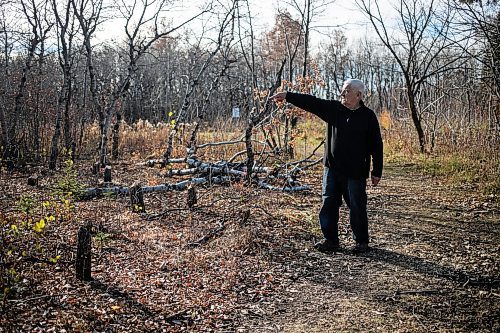 MIKAELA MACKENZIE / FREE PRESS
	
Ed Skomro, who is concerned about more than a hundred trees being lost at Kilcona Park due to beavers, shows freshly felled trees on Thursday, Oct. 31, 2024.

For Joyanne story.
Winnipeg Free Press 2024