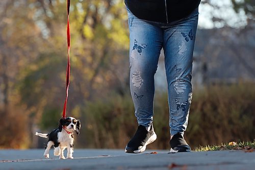 Crystal Donovan walks her eight-week-old Cavalier King Charles Springer Spaniel puppy Bella along 11th Street in Brandon on Monday. When Bella is older, she’ll be trained to be a service dog for Donovan.
(Tim Smith/The Brandon Sun)