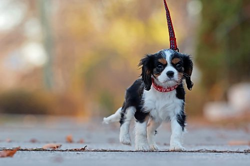 04112024
Crystal Donovan walks her eight-week-old Cavalier King Charles Springer Spaniel puppy Bella along 11th Street in Brandon on Monday. When Bella is older, she&#x2019;ll be trained to be a service dog for Donovan.
(Tim Smith/The Brandon Sun)