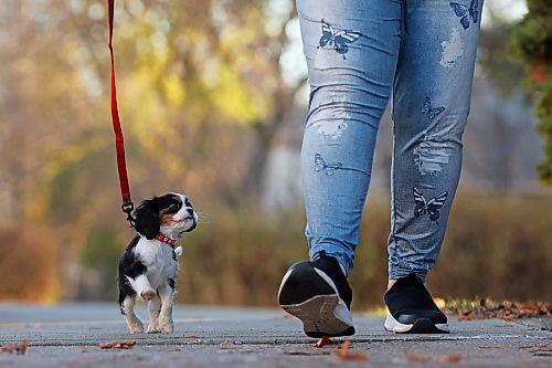 04112024
Crystal Donovan walks her eight-week-old Cavalier King Charles Springer Spaniel puppy Bella along 11th Street in Brandon on Monday. When Bella is older, she&#x2019;ll be trained to be a service dog for Donovan.
(Tim Smith/The Brandon Sun)