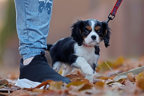 04112024
Crystal Donovan walks her eight-week-old Cavalier King Charles Springer Spaniel puppy Bella along 11th Street in Brandon on Monday. When Bella is older, she&#x2019;ll be trained to be a service dog for Donovan.
(Tim Smith/The Brandon Sun)