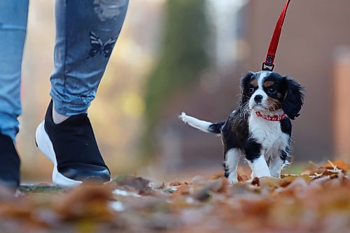 04112024
Crystal Donovan walks her eight-week-old Cavalier King Charles Springer Spaniel puppy Bella along 11th Street in Brandon on Monday. When Bella is older, she&#x2019;ll be trained to be a service dog for Donovan.
(Tim Smith/The Brandon Sun)