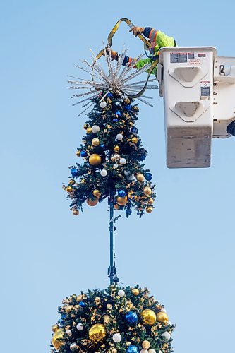 MIKE DEAL / FREE PRESS
Jim Forbestor with MyTEC industry installs the top of the Winnipeg City Hall holiday tree Wednesday afternoon. 
Standup
241106 - Wednesday, November 06, 2024.