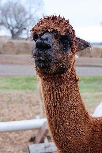 06112024
Buttercup, an alpaca from Circle O Alpacas, waits to be fed by co-owner Laurie Owens. 
(Micah Ross for the Brandon Sun)